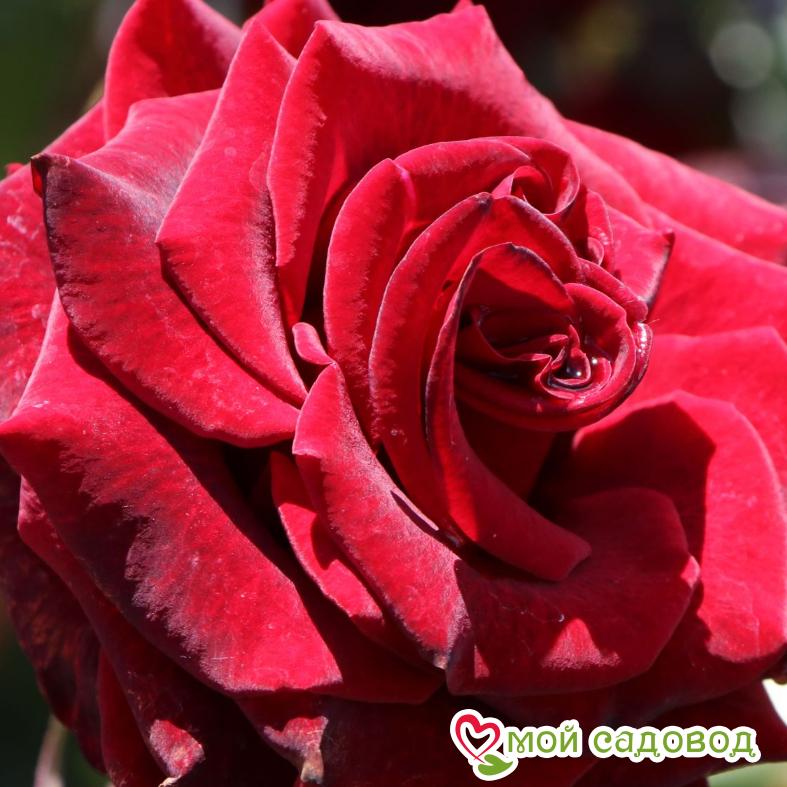 Роза Блек Мэджик