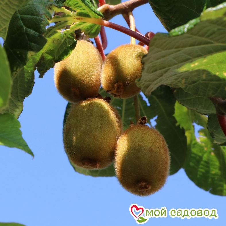 Киви актинидия деликатесная Дженни