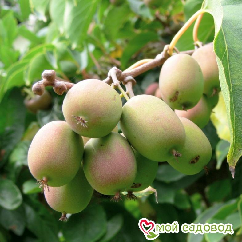 Киви актинидия острая Вейки