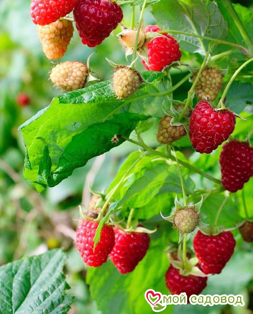 Малина Ремонтантная Карамелька (лучшая для варенья)