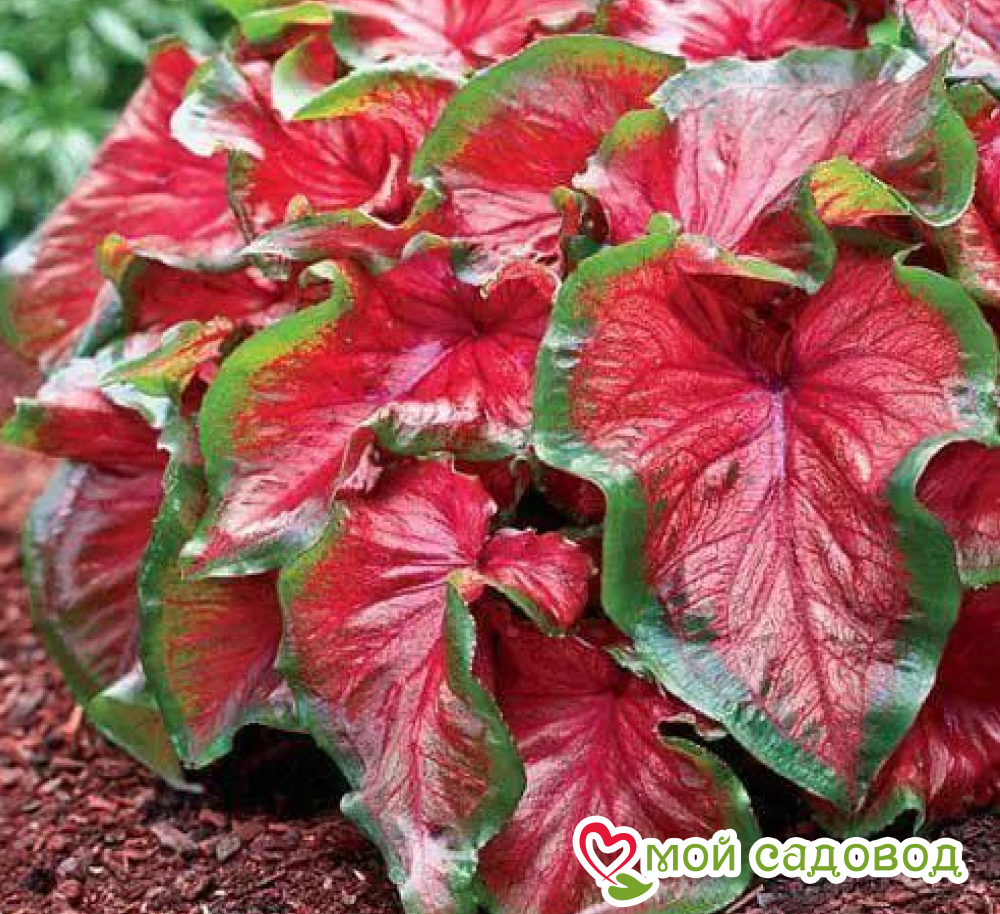 Хоста Рэд Эйнджл