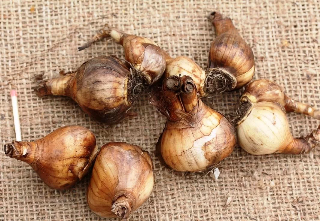 Нарцисс Арт Нуво