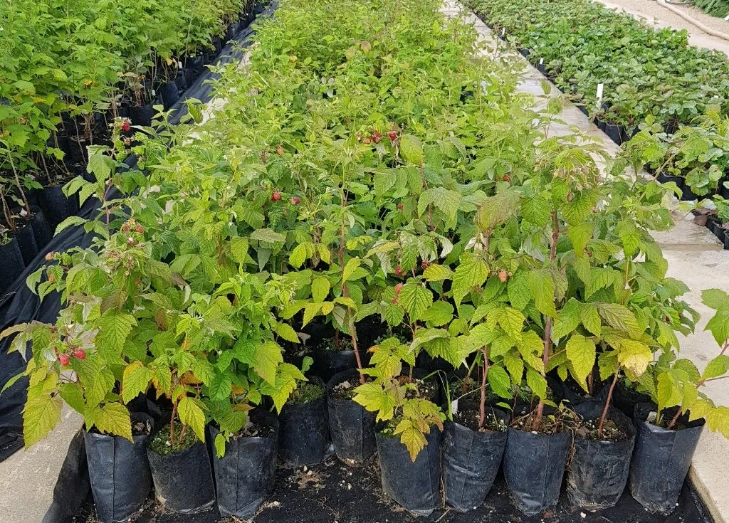 Малина Неон